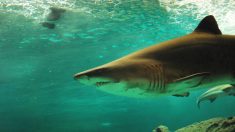 Une vidéo rare: un requin-tigre dévorant un requin-marteau