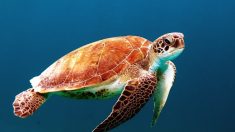 Antibes : Ana la tortue, retrouvée il y a un an avec des crustacés sous son ventre, retourne ce jeudi à la mer