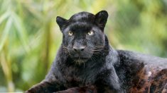 Une espèce rare de panthère noire découverte en Inde par un touriste