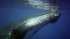 Var : ils rencontrent une baleine au large du Pradet en pleine partie de pêche (vidéo)