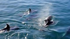 Île Maurice : une vingtaine de dauphins échoués sur les côtes