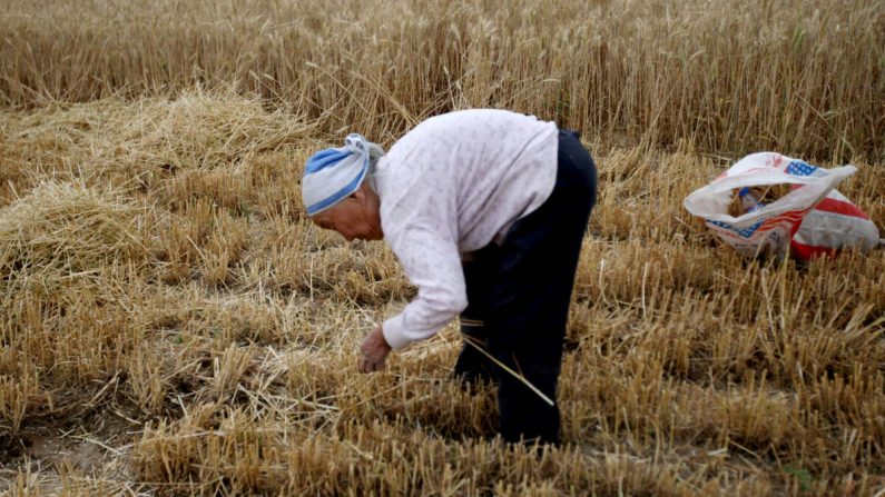 Une agricultrice glane du blé dans un champ le 29 mai 2011, à Huaibei, dans la province d'Anhui, en Chine. (VCG/VCG via Getty Images)