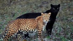 Un photographe prend une photo unique d’une panthère noire et de sa compagne, un léopard tacheté
