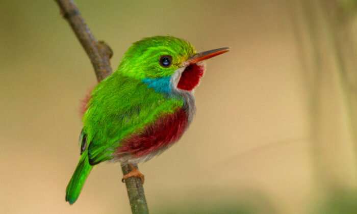 L'oiseau incontournable : les couleurs chatoyantes du petit Todier de Cuba le rendent "indescriptiblement adorable."