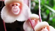 L’orchidée dragon : une fleur d’une drôle d’allure qui ressemble à de mignons petits singes