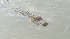 États-Unis : un papa sauve son enfant de 4 ans d’un alligator de plus de 3 m dans un ruisseau près de la maison familiale