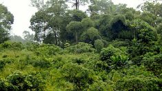 Cameroun : le gouvernement annule le projet d’exploitation de 68 000 hectares de forêt vierge