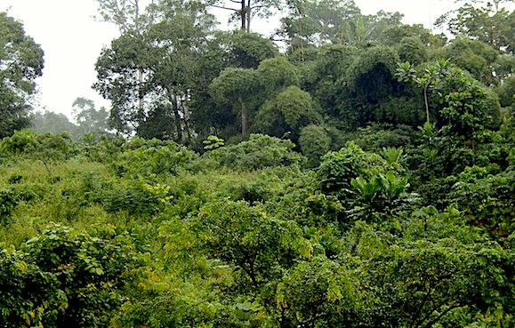 Forêt secondaire, Nyong-et-Kéllé, Cameroun. (Photo Wikimedia/Eric Freyssinge)