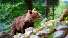 Italie: un militaire agressé par un ours, capturé après les faits