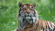 Tourcoing : les policiers interviennent pour un « tigre en liberté » – il s’agissait d’une peluche