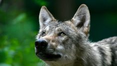 Loups : le gouvernement veut reconduire le nombre d’abattages possibles