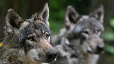 Perpignan : quatre loups s’échappent d’un parc animalier, deux abattus, deux introuvables