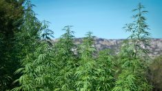Milhaud (près de Nîmes) : saisie de 500 plants de cannabis au bord de l’A9