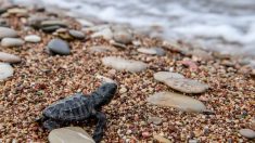[Vidéo] Des dizaines de bébés tortues éclosent sur une plage de Fréjus, sous les yeux ébahis des touristes