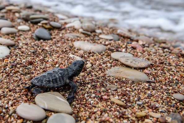 Image d'illustration : un bébé tortue caouanne, à peine sorti de son œuf, rejoint la mer. (ARIS MESSINIS/AFP via Getty Images)