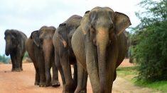 Pour protéger les éléphants et les cerfs, le Sri Lanka va interdire l’importation de produits plastiques