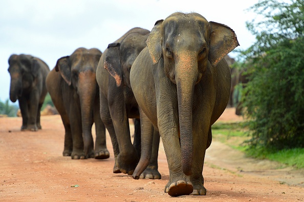 Le Sri Lanka va interdire l'importation de produits plastiques pour protéger les éléphants et les cerfs sauvages. (Photo : ISHARA S. KODIKARA/AFP via Getty Images)