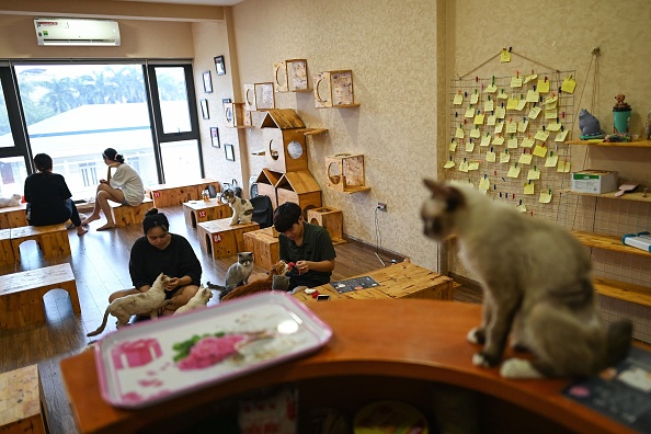 -Les visiteurs jouent avec des chats sauvés à Ngao's Home, un café et un lieu de sauvetage pour chats uniques à Hanoï le 7 août 2020, avant la Journée internationale des chats. Photo de Manan VATSYAYANA / AFP via Getty Images.