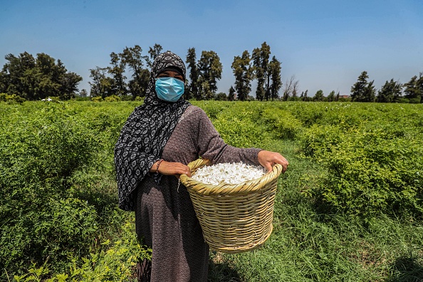 -Un travailleur, tient un panier en osier rempli de fleurs de jasmin récoltées dans un champ du village de Shubra Beloula, dans le nord du delta du Nil, en Égypte, le 23 juillet 2020. Photo par Mohamed el-Shahed / AFP via Getty Images.