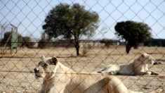 Un éleveur de lions sud-africain tué par un de ses félins