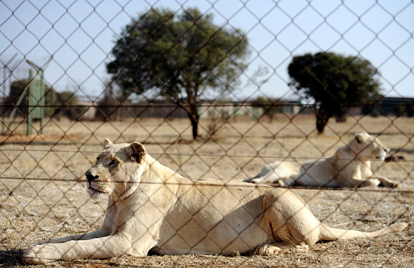 -Illustration-Lions élevés dans des fermes d’élevage en Afrique du Sud. Photo STEPHANE DE SAKUTIN / AFP / Getty Images.