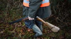 Accident de chasse près de Rennes : le chasseur en garde à vue, le pronostic vital de l’automobiliste engagé