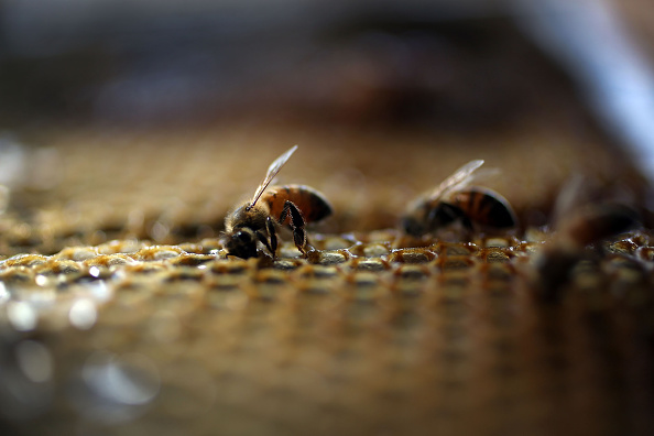  L'insecticide s'attaque au système nerveux des  abeilles. (Photo : Joe Raedle/Getty Images)

