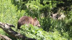 [Vidéo] Un ours filmé pour la première fois dans la principauté d’Andorre par un randonneur