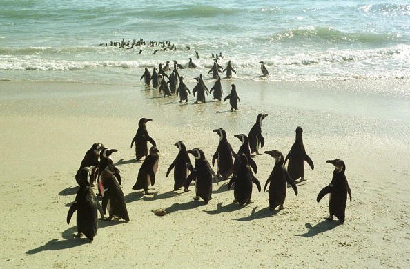 -Illustration-Environ 43000 pingouins des îles Robben et Dassen ont été déplacés dans une opération de sauvetage. Photo doit lire ANNA ZIEMINSKI / AFP via Getty Images.