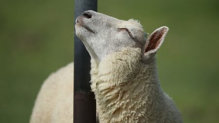 Une scène surréaliste en Seine-Saint-Denis : un mouton s’échappe sur l’autoroute A3