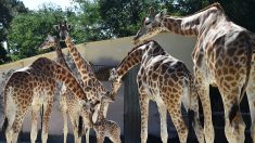 Niger: une girafe de 25 ans meurt dans des inondations, une trentaine sauvées