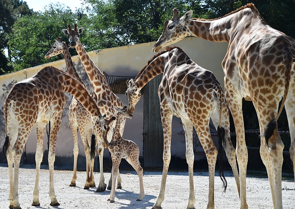 -Illustration- Girafes du Niger au zoo de La Flèche, dans le nord-ouest de la France. Photo JEAN-FRANCOIS MONIER / AFP via Getty Images.