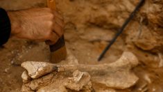 Manche : des empreintes de bébés datant de 80.000 ans, découvertes lors des fouilles archéologiques au Rozel