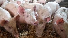 Côtes-d’Armor: plus de 1 400 porcs meurent dans l’incendie de leurs bâtiments à Corseul