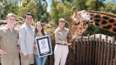 « Forest », l’imposante girafe du zoo d’Australie, culmine à 5,70m – la plus grande du monde