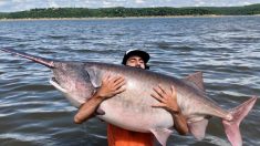 Un homme pêche un énorme poisson-spatule de 63 kg dans le lac Keystone, frôlant un record