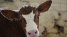 Sarthe : un veau avec « l’oreille droite coupée et des lacérations sur les appareils génitaux » retrouvé mort dans un champ