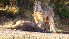 Une photo déchirante montre le deuil d’un kangourou auprès de sa compagne tuée lors d’un excès de vitesse