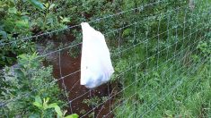 « Inhumain » : des chiots nouveau-nés abandonnés dans un sac plastique accroché à une clôture en fil de fer barbelé sont sauvés