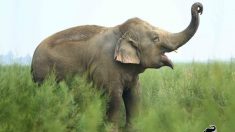 Une éléphante, autrefois obèse et vivant de mendicité, célèbre sa 7e année de santé et de liberté