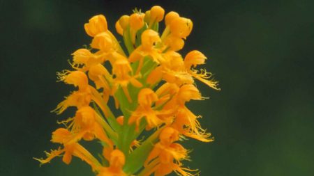 Un scientifique redécouvre l’orchidée à crête jaune-orange, 19 ans après sa disparition
