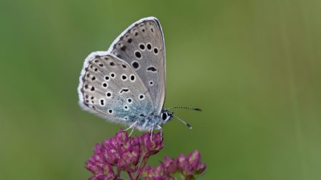 Un rare et grand papillon bleu qui avait disparu a été réintroduit avec succès au Royaume-Uni