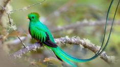 Découvrez le magnifique Quetzal, l’un des plus beaux oiseaux au monde