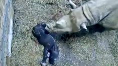 Un bébé rhinocéros noir naît au zoo de Cincinnati – les images sont adorables