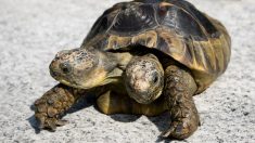 Janus, la tortue à deux têtes, se prépare à célébrer son 23e anniversaire en septembre