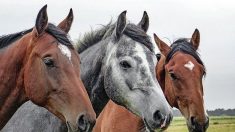 Appel à témoin après un nouveau cas de cheval mutilé dans le Jura