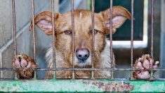 Maltraitance animale : 41 chiens affamés sauvés dans une ferme en Espagne