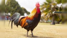 Gard : une fête du coq promeut la ruralité à Saint-André-de-Valborgne