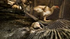 Vidéo choc : L214 dénonce « le pire élevage » de canards en Béarn