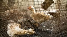 Maltraitance animale : l’État ordonne la fermeture du bâtiment d’élevage de canards insalubre mis en cause par L214